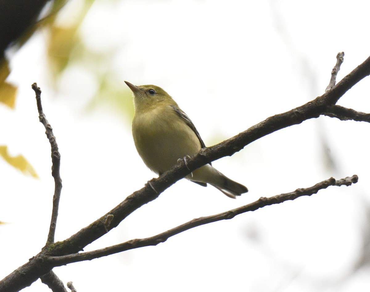 Bay-breasted Warbler - ML609436284