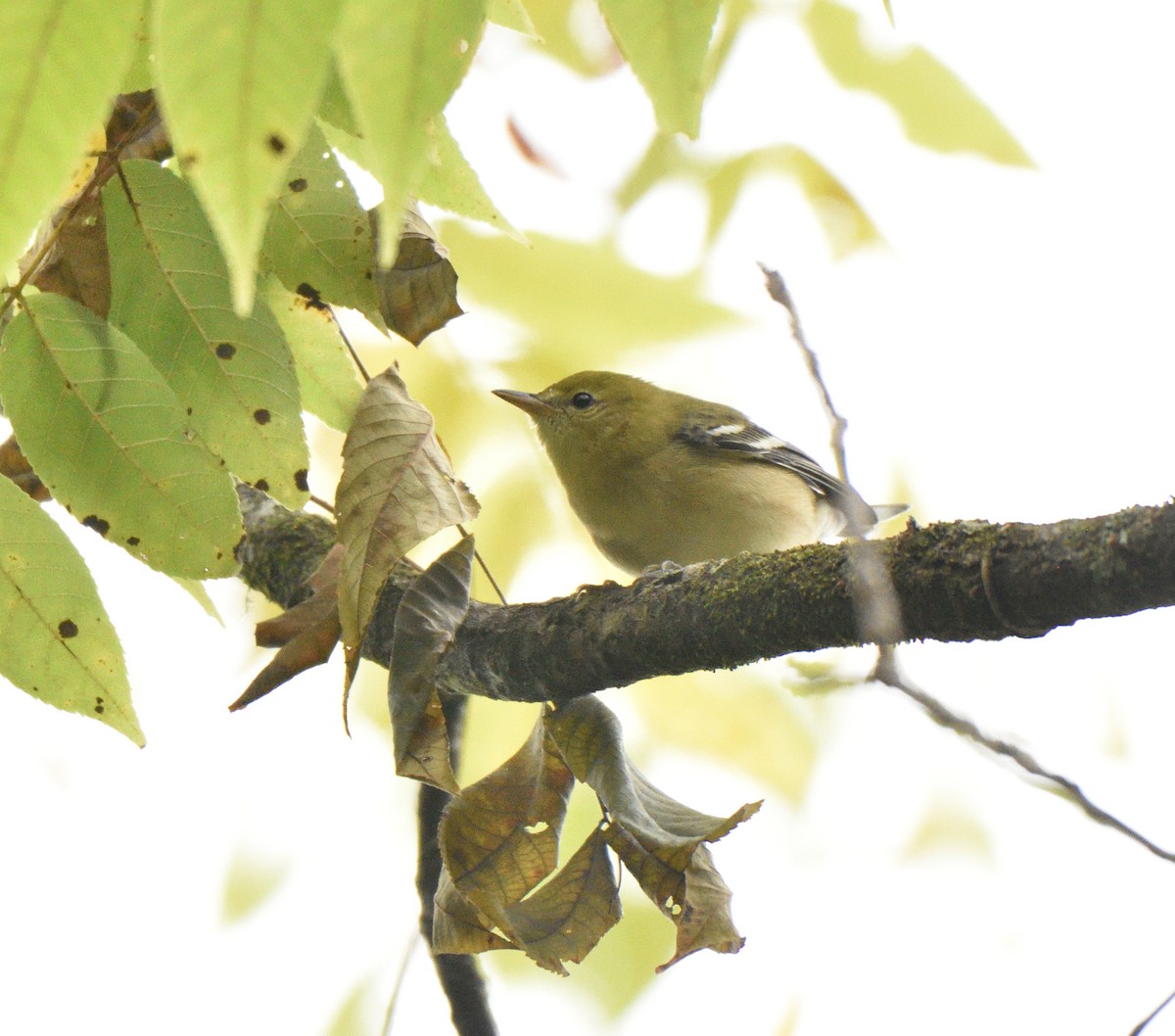 Bay-breasted Warbler - ML609436285