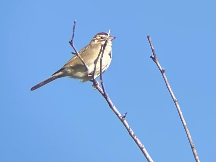 Lark Sparrow - ML609436332