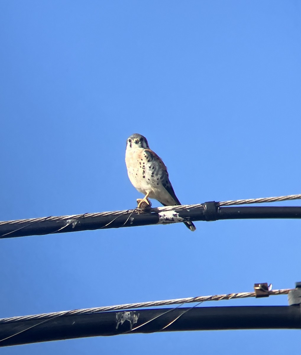 American Kestrel - Kandace Glanville