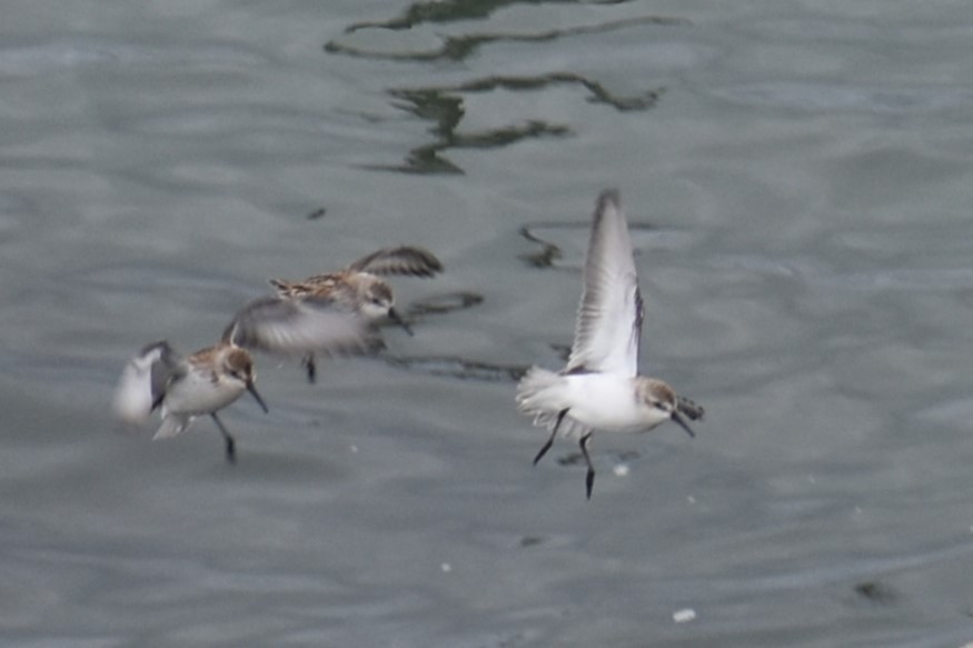 Western Sandpiper - ML609436369