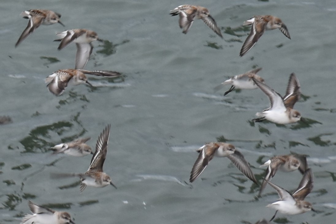 Western Sandpiper - ML609436370