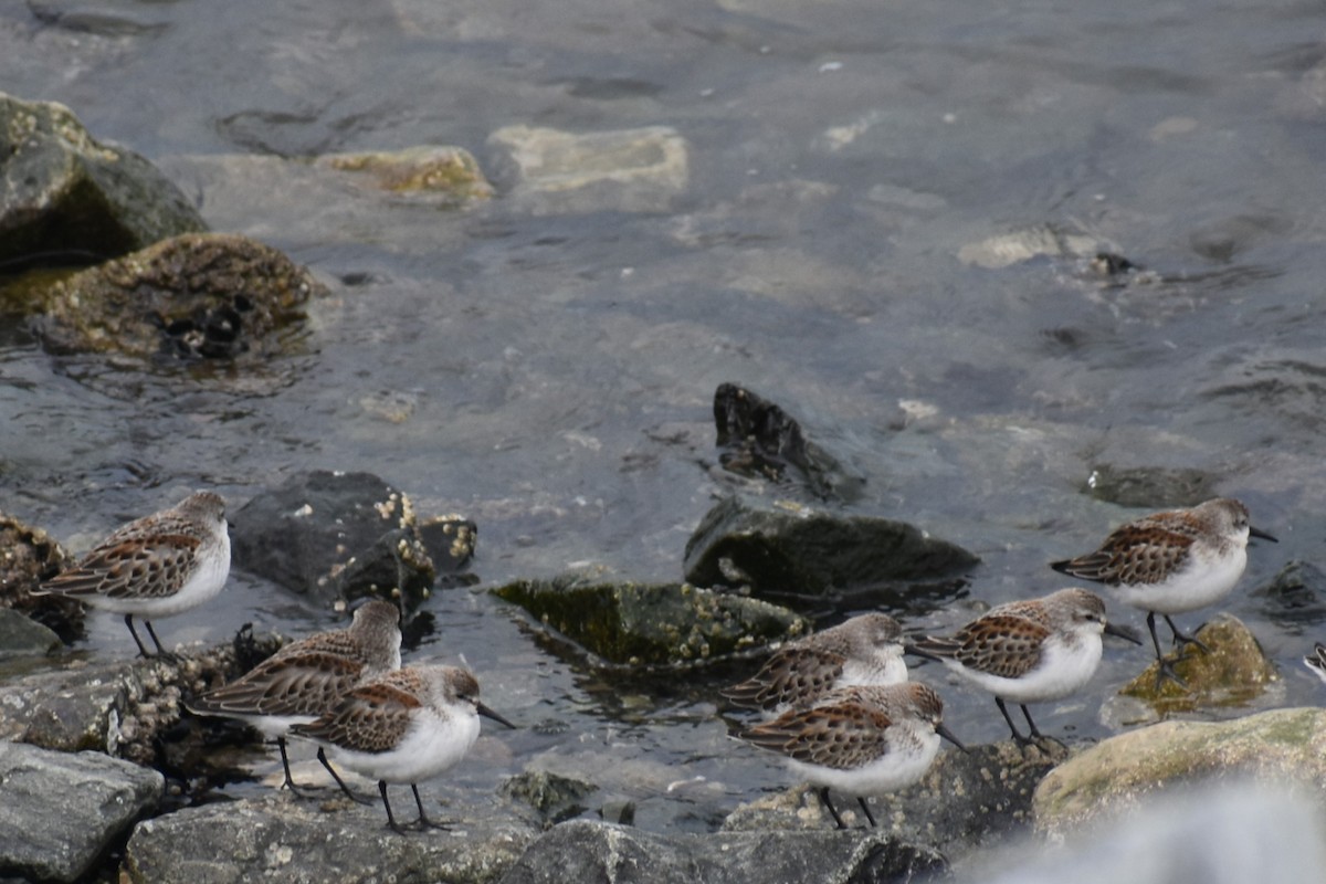 Western Sandpiper - Bill Hubbard