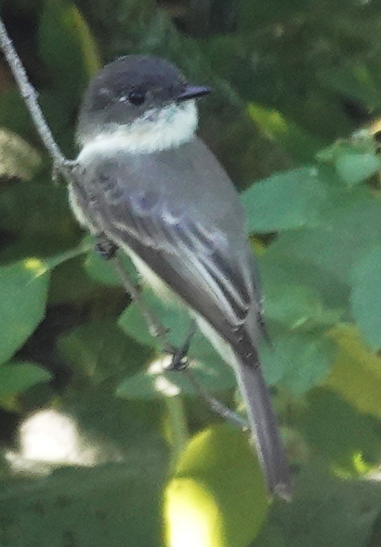 Eastern Phoebe - ML609436412