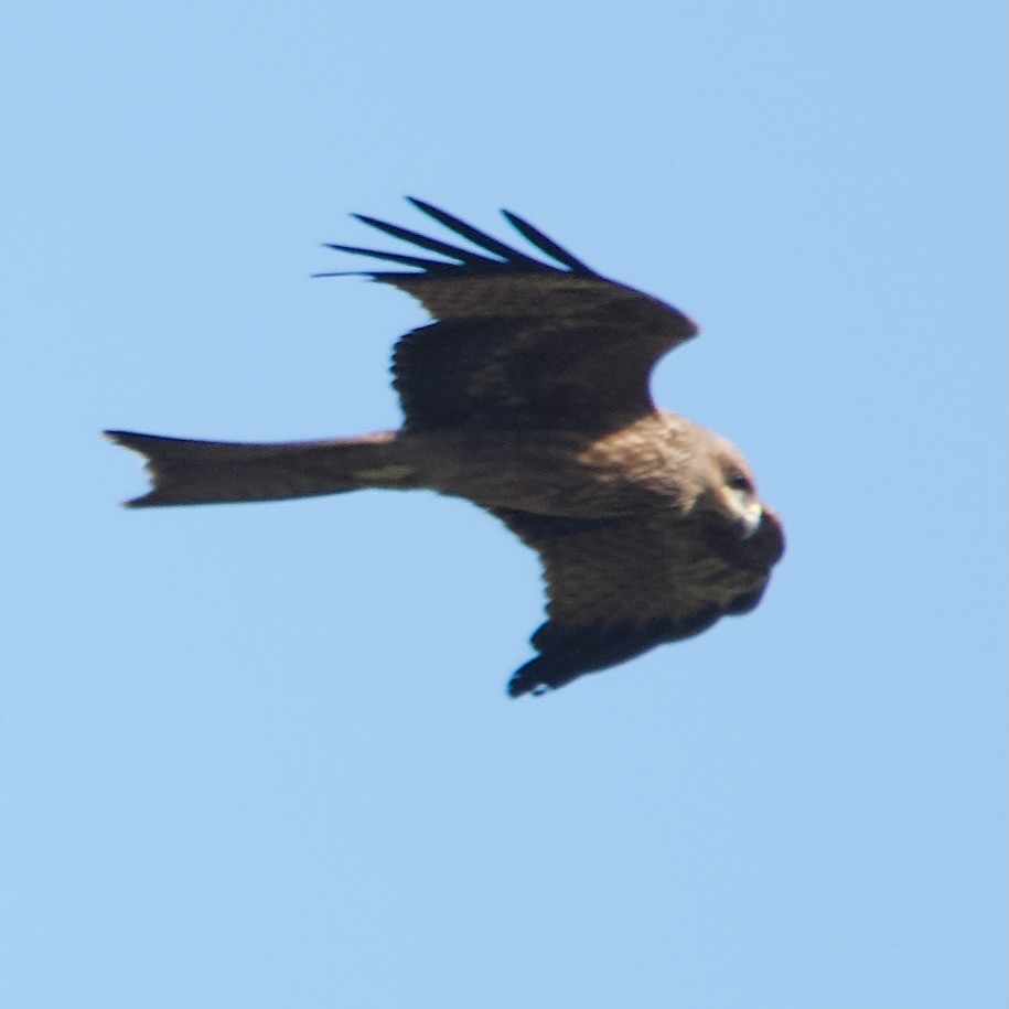 Black Kite - Jonathan Mills-Anderson