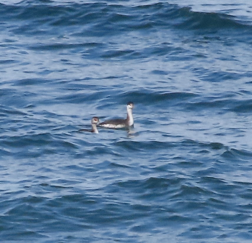 Western Grebe - ML609436544