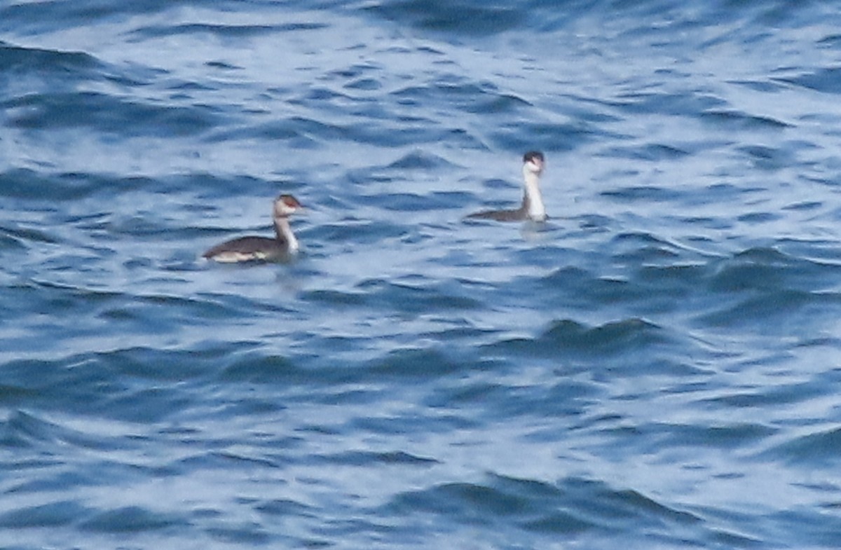 Western Grebe - ML609436545