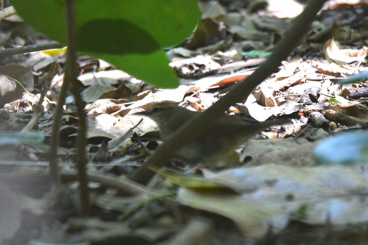 Swainson's Warbler - ML609436641