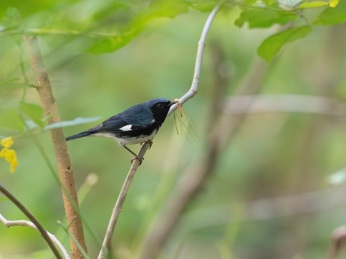 Black-throated Blue Warbler - ML609436749