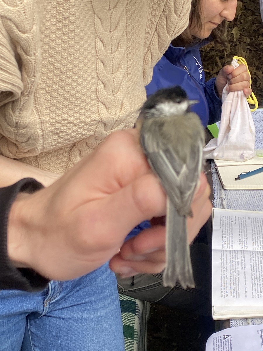 Black-capped Chickadee - ML609436756