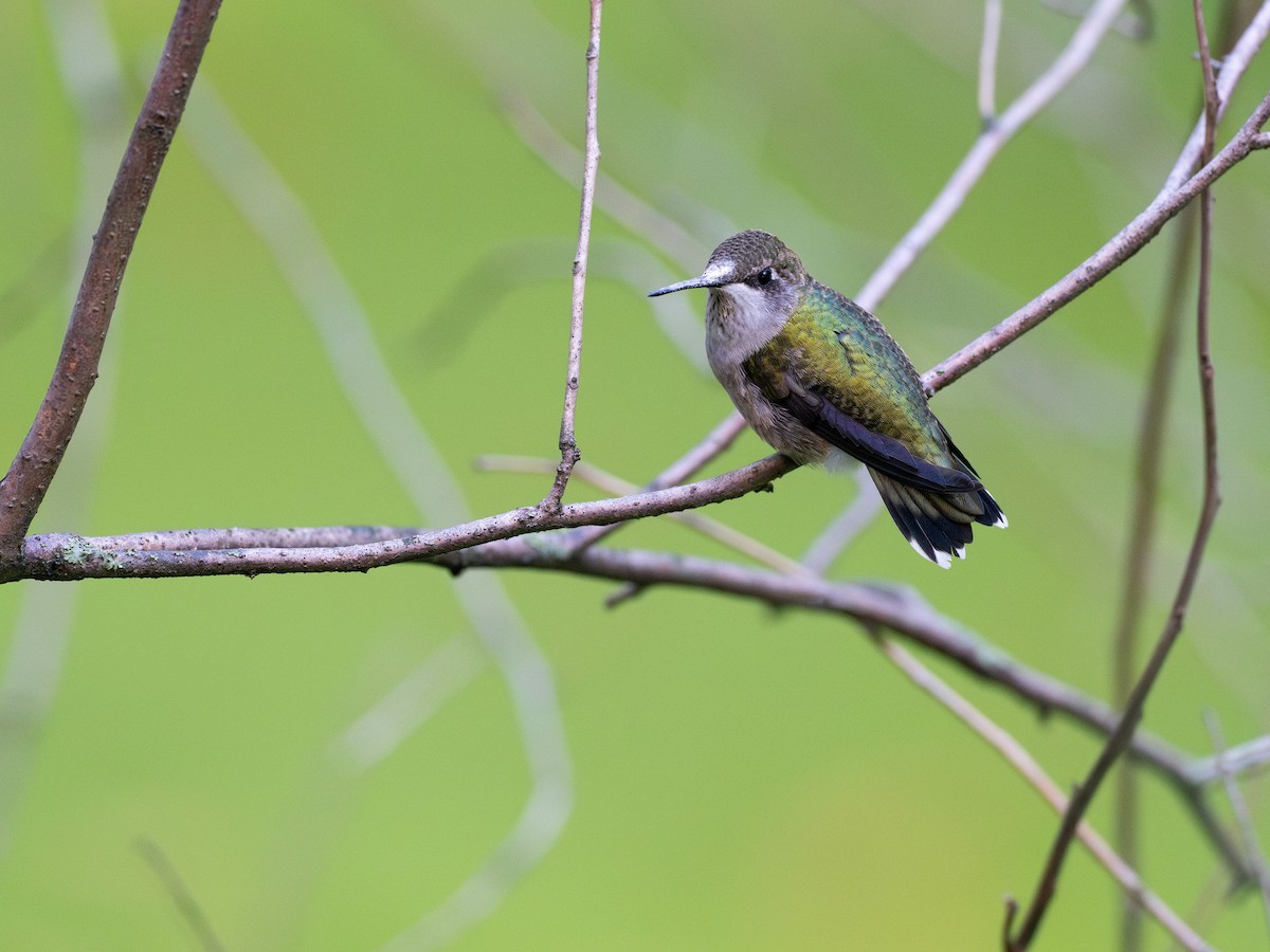 Ruby-throated Hummingbird - ML609436782