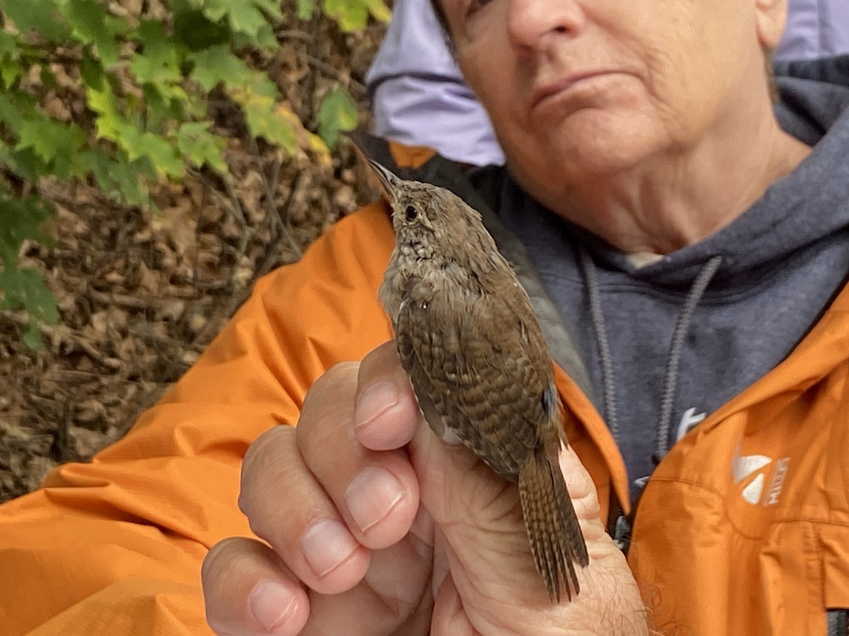 House Wren - ML609436799