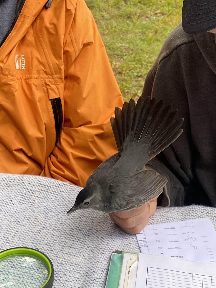 Gray Catbird - Abigail Feldman