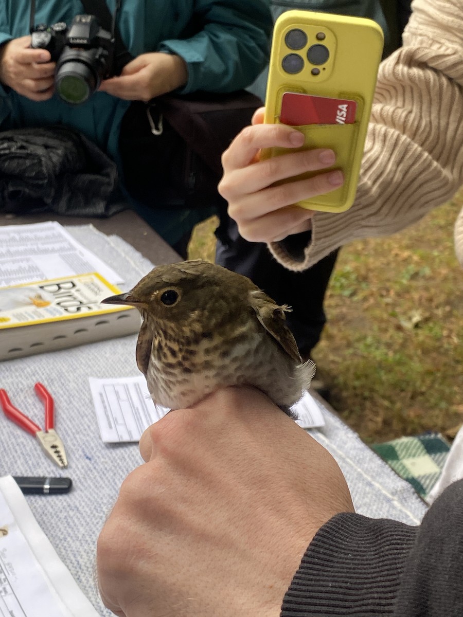 Swainson's Thrush - ML609436861