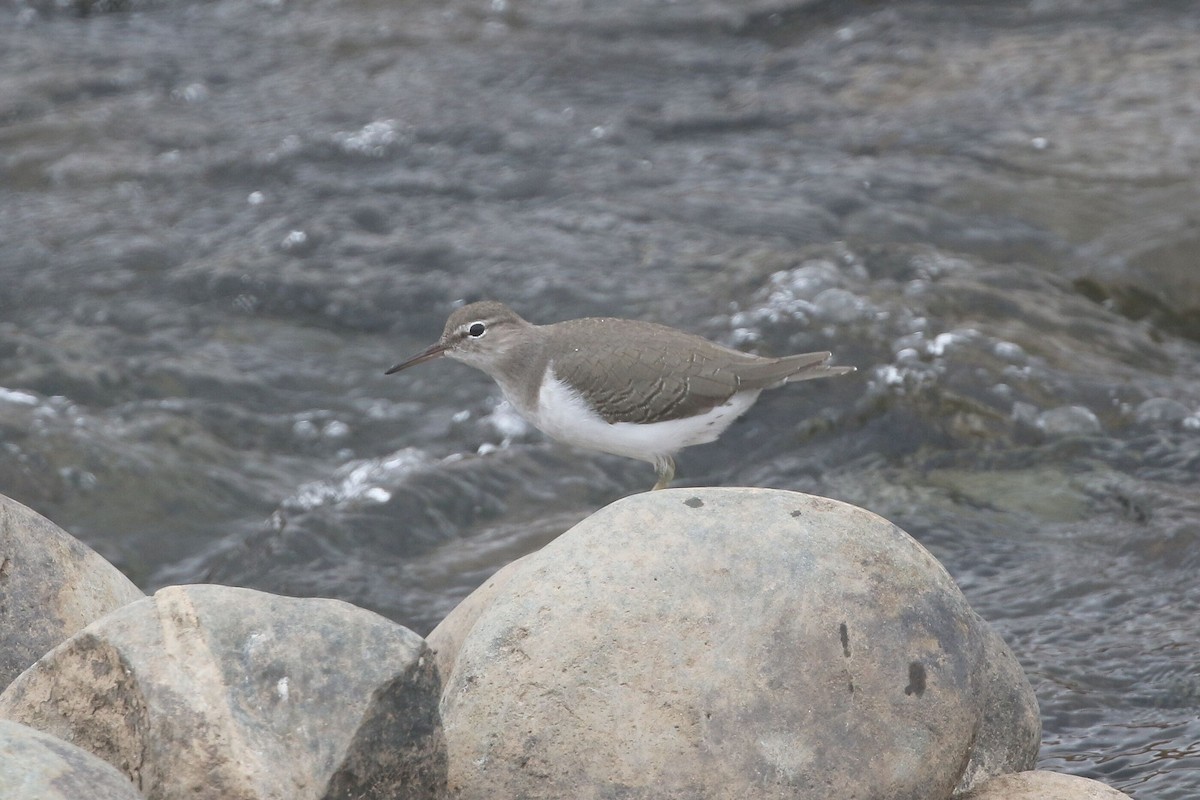 Spotted Sandpiper - Kevin Thomas