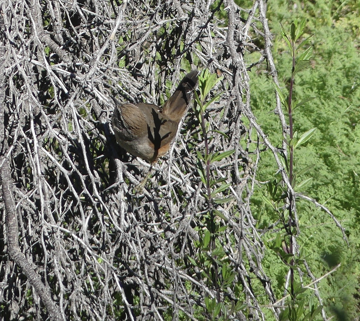 Dusky-tailed Canastero - joaquin vial