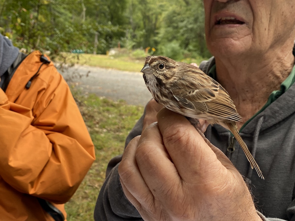 Song Sparrow - ML609436871