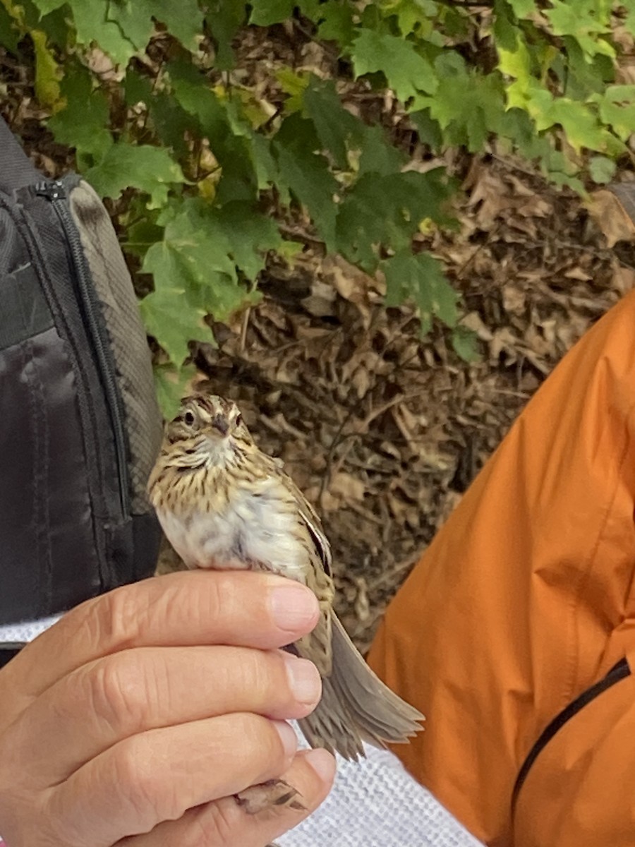 Lincoln's Sparrow - Abigail Feldman