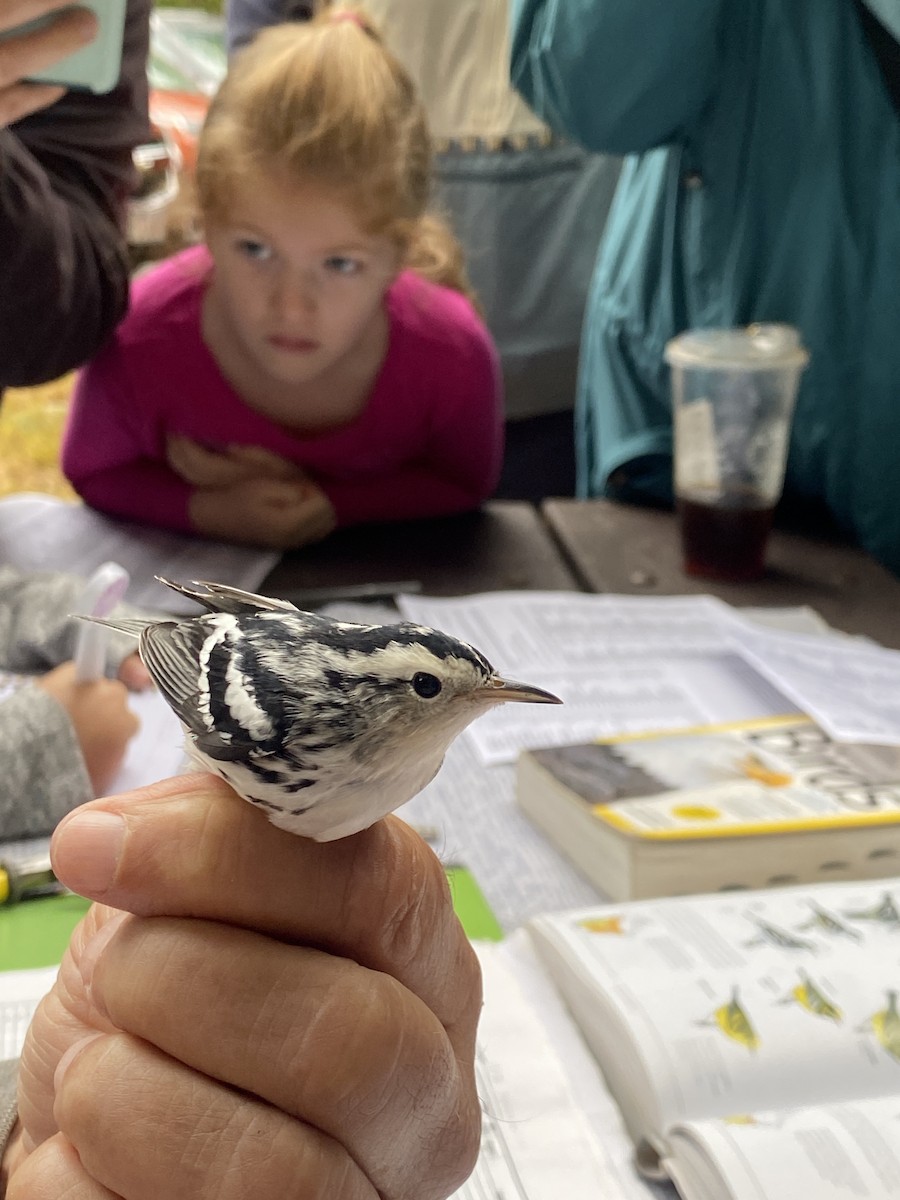 Black-and-white Warbler - Abigail Feldman