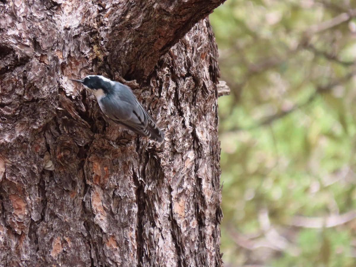 White-breasted Nuthatch - ML609436927