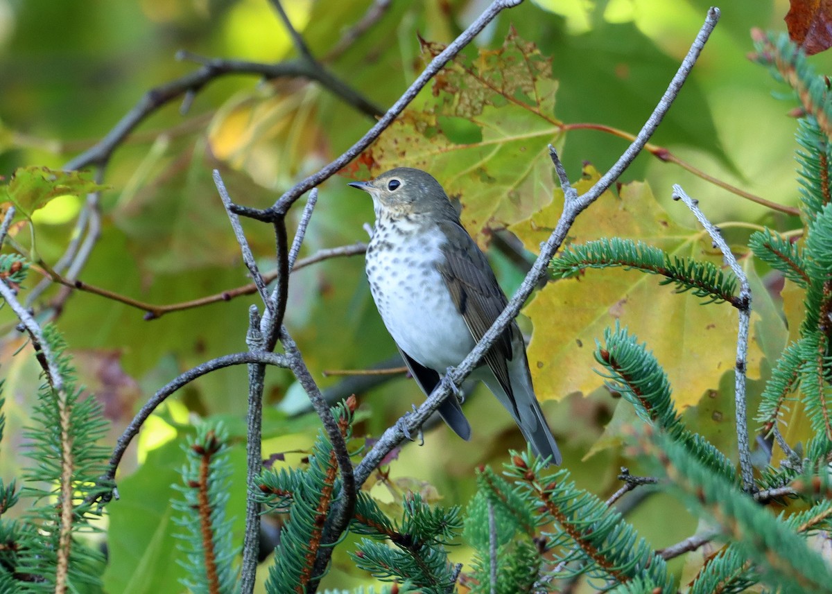 Swainson's Thrush - ML609436984