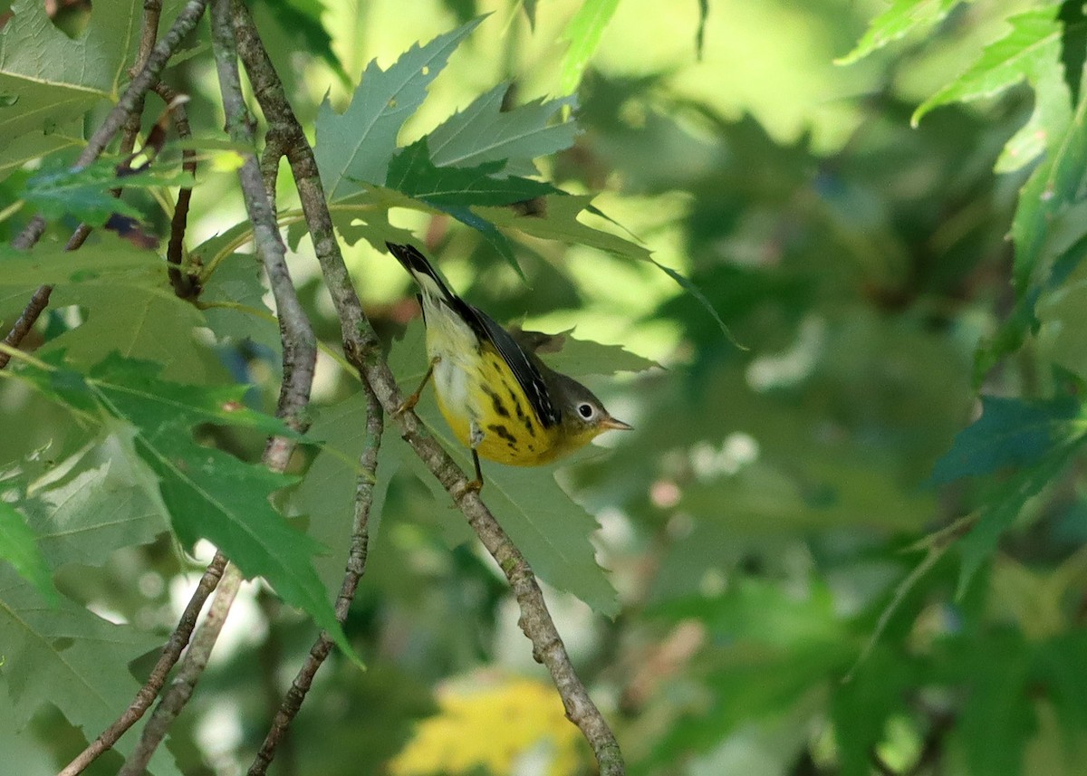 Magnolia Warbler - ML609437003