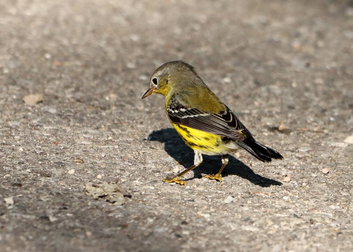 Magnolia Warbler - ML609437004