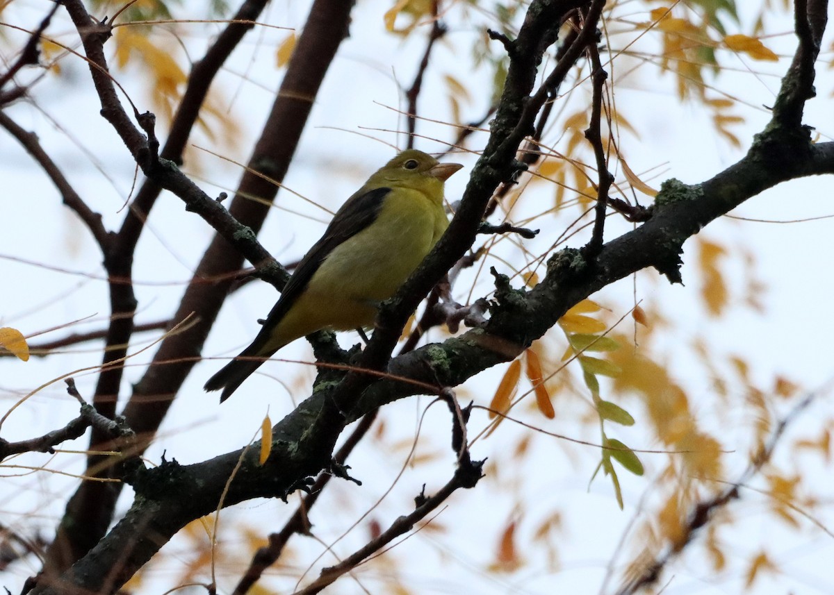 Scarlet Tanager - ML609437013