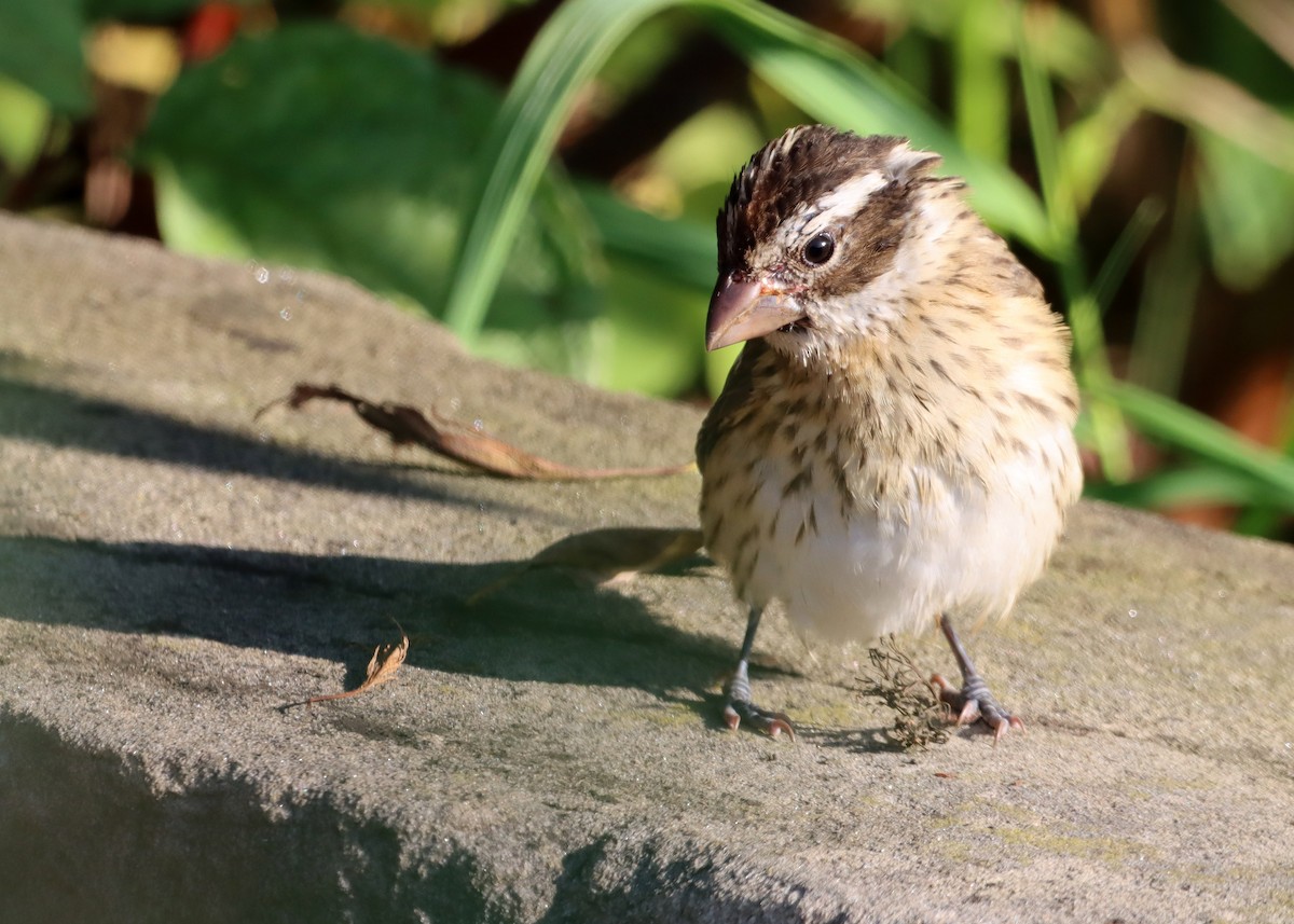 Rose-breasted Grosbeak - ML609437023