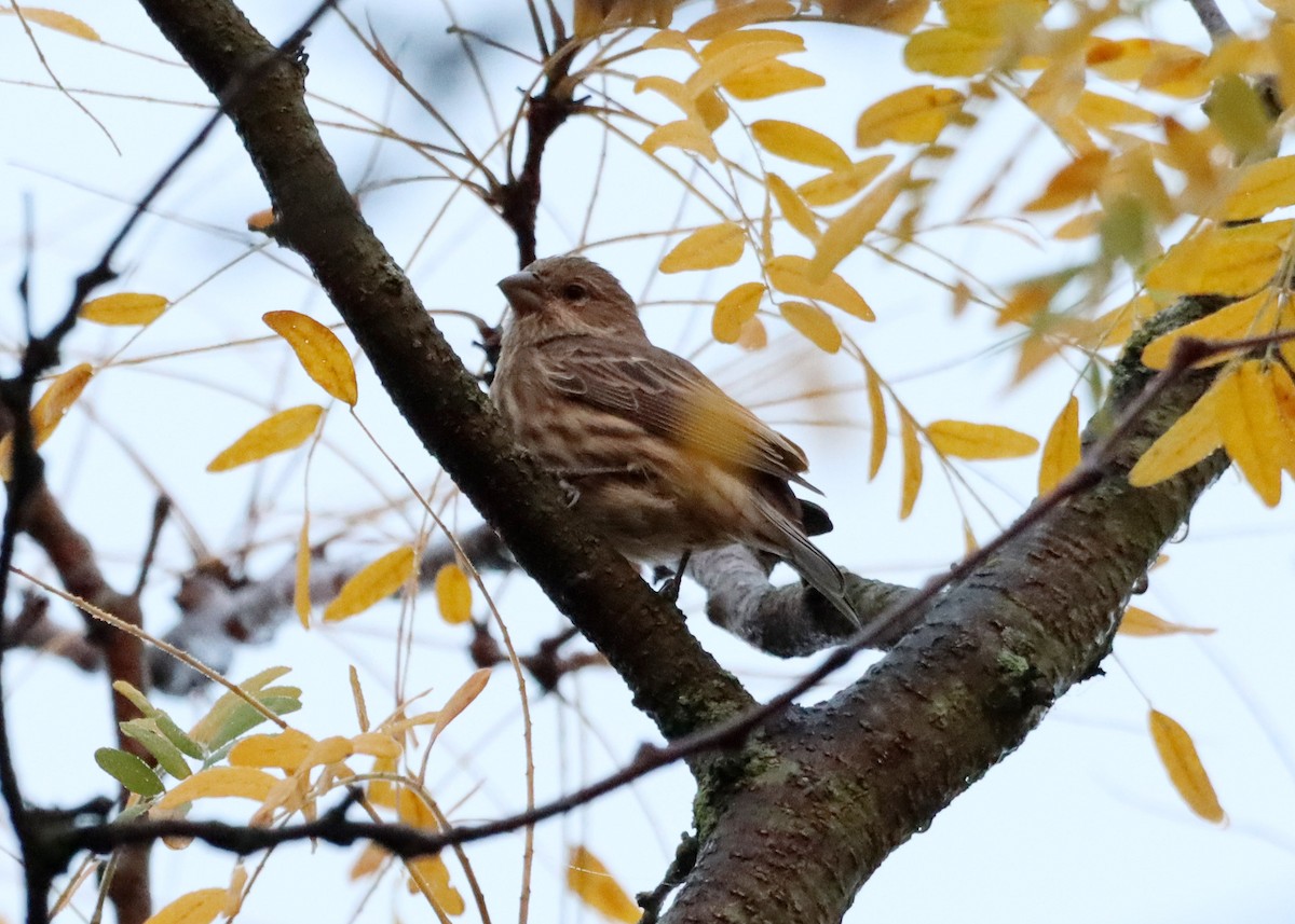 House Finch - ML609437032