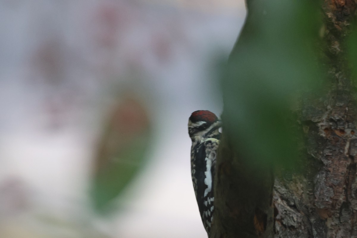 Yellow-bellied Sapsucker - ML609437066
