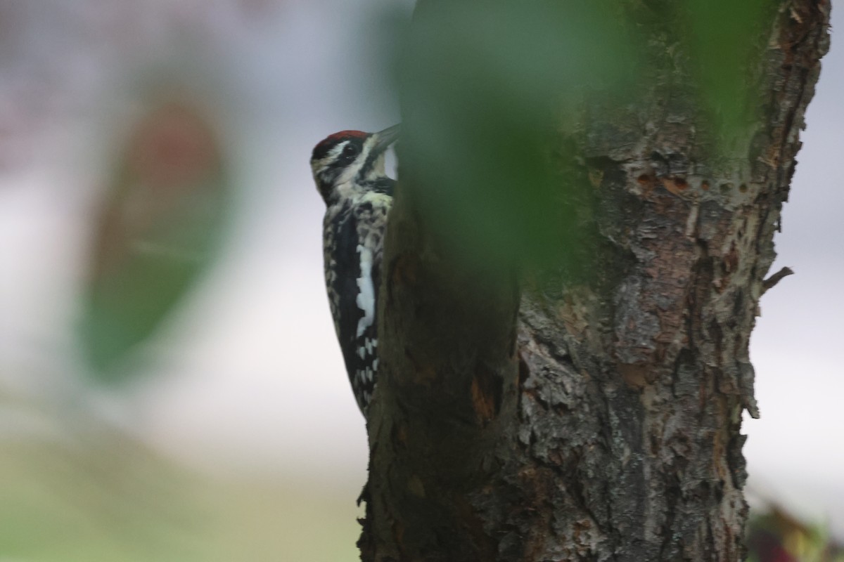 Yellow-bellied Sapsucker - ML609437067
