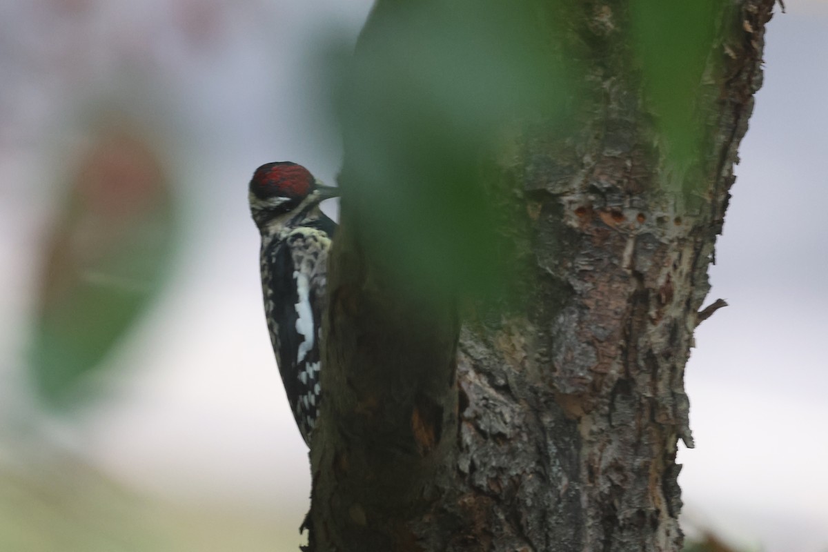 Yellow-bellied Sapsucker - ML609437068