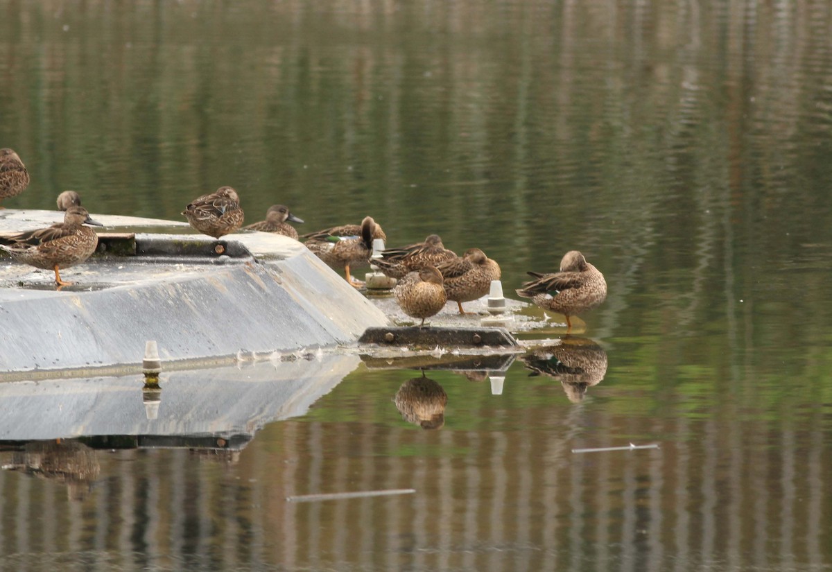 Blue-winged Teal - ML609437115