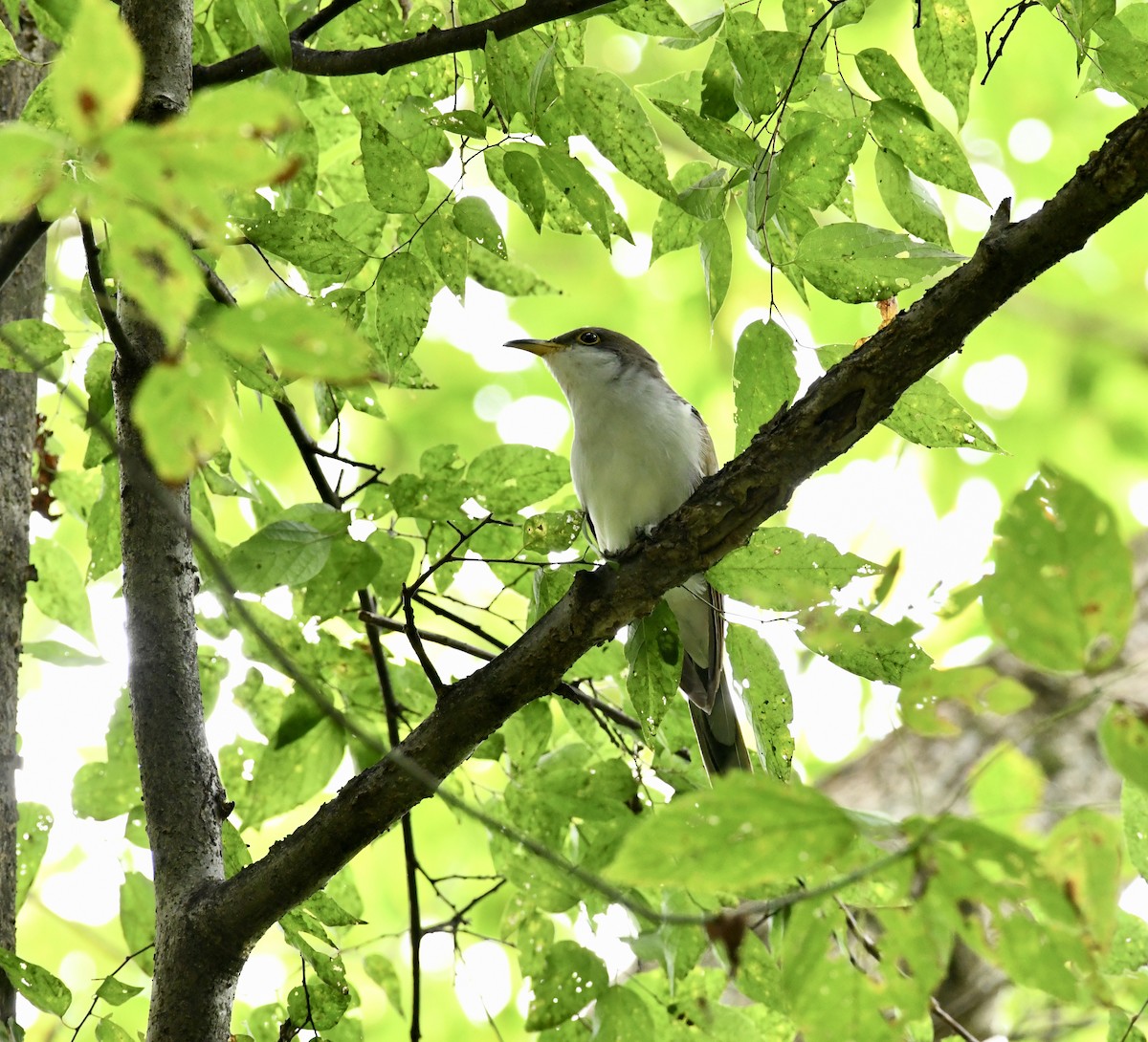 Yellow-billed Cuckoo - ML609437187