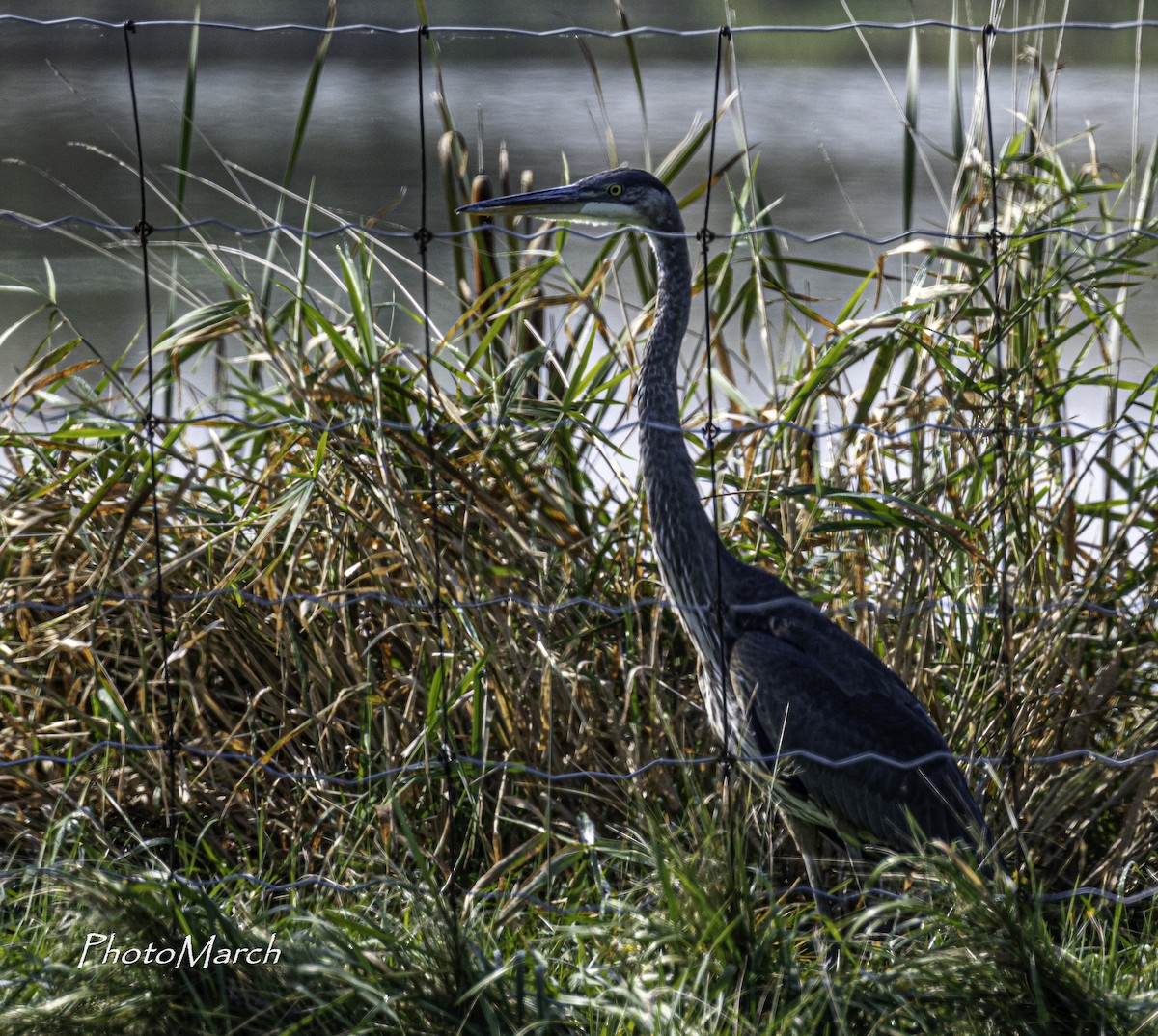 Great Blue Heron - ML609437217