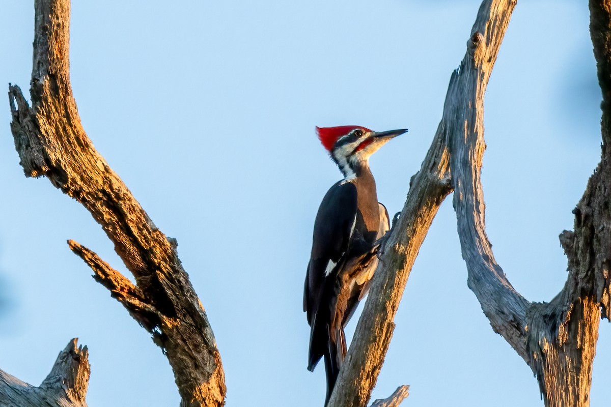 Pileated Woodpecker - Tommy Mullen