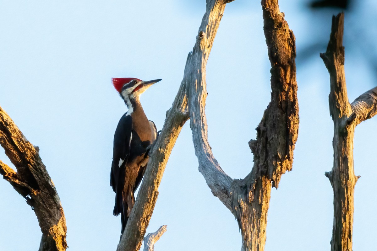 Pileated Woodpecker - Tommy Mullen