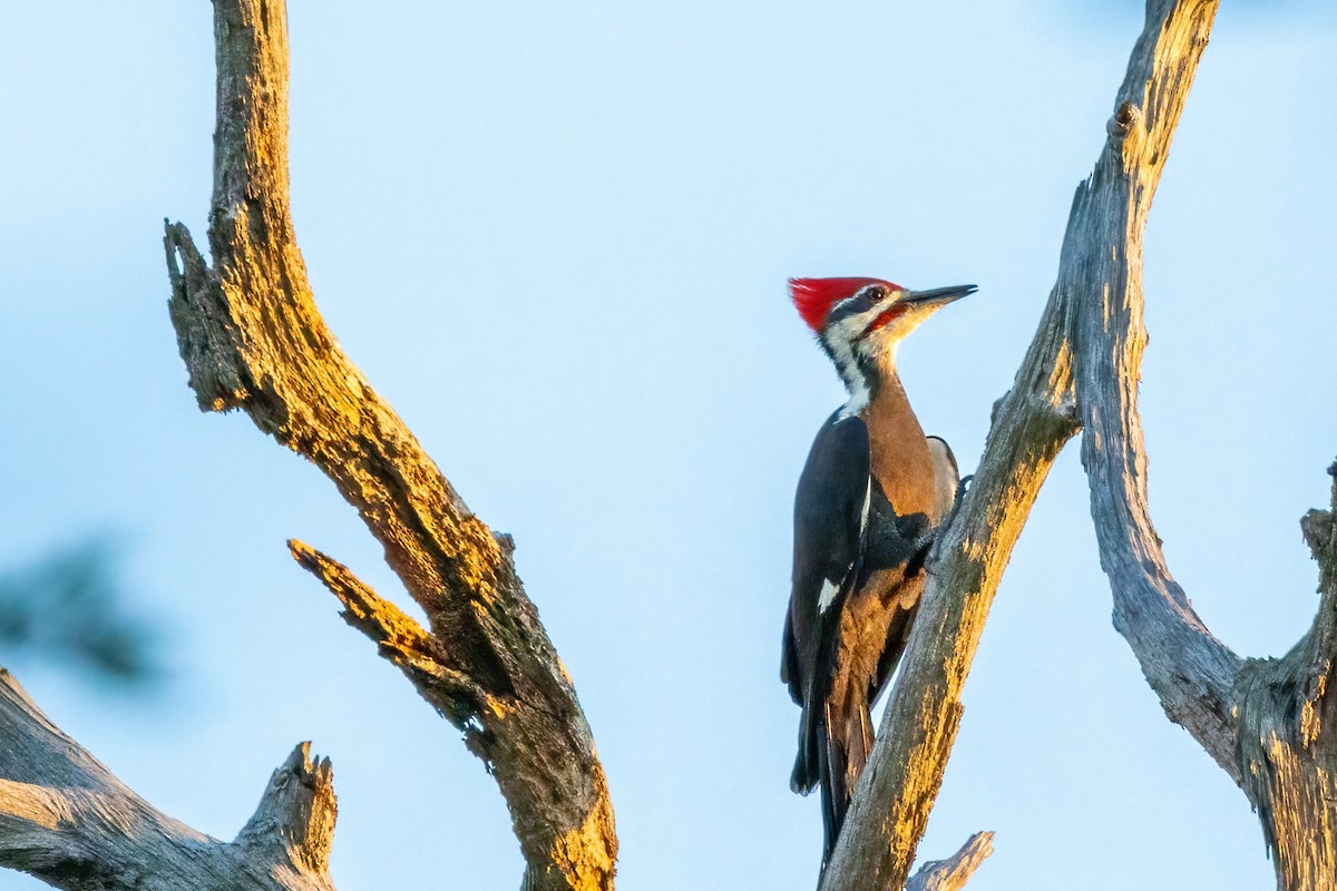 Pileated Woodpecker - Tommy Mullen