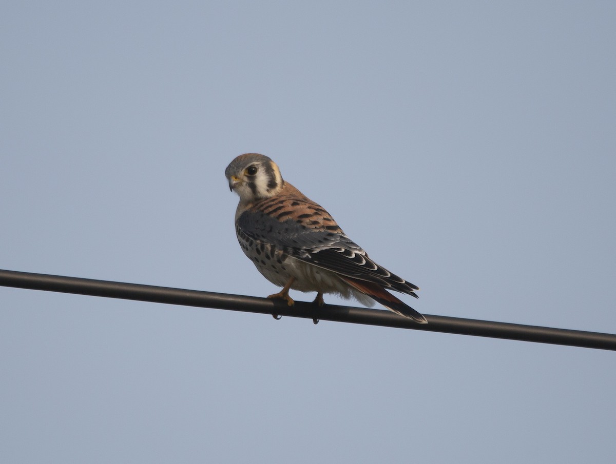 American Kestrel - ML609437225