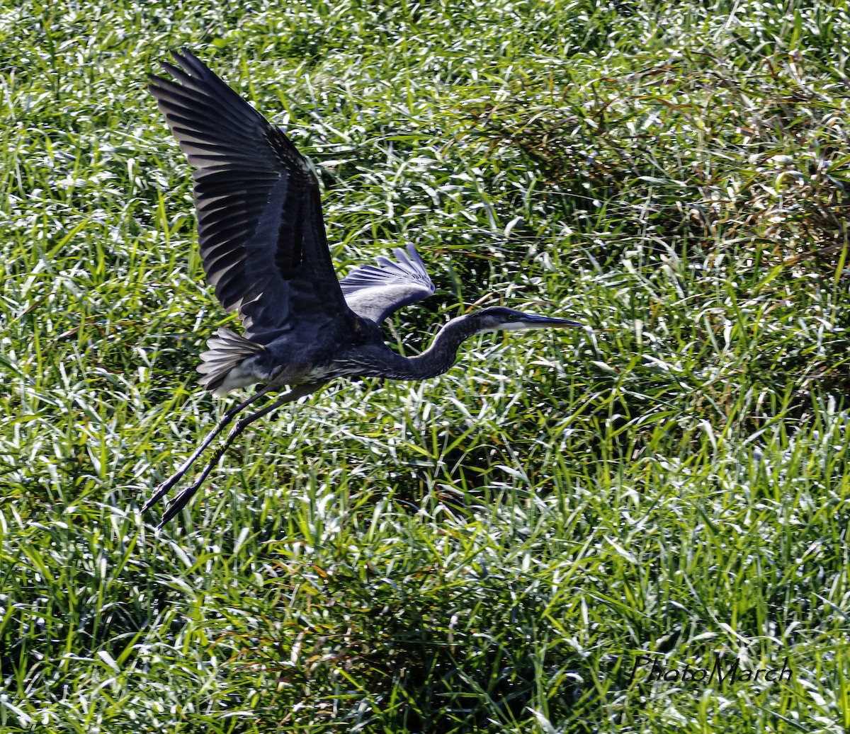 Great Blue Heron - ML609437234