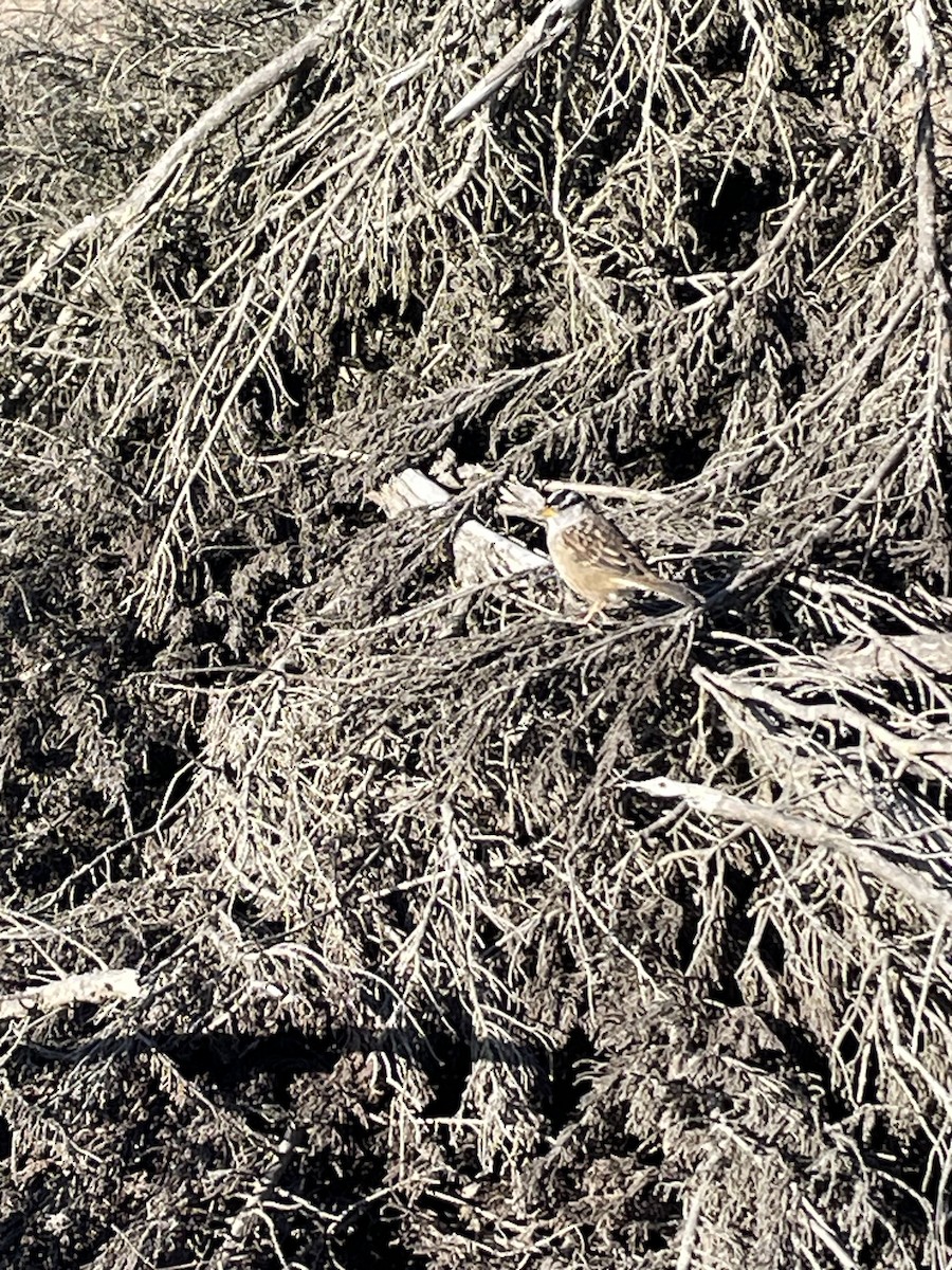 White-crowned Sparrow - ML609437248