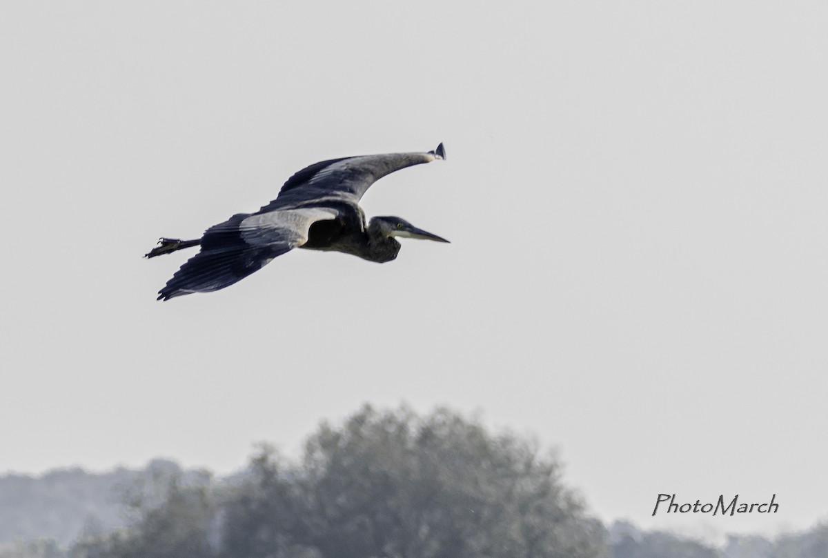 Great Blue Heron - Pierre Marchand