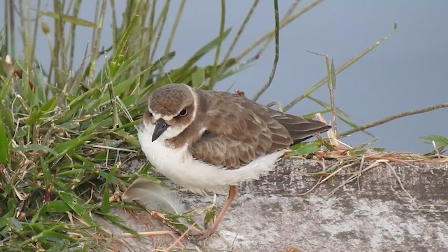 Wilson's Plover - ML609437380