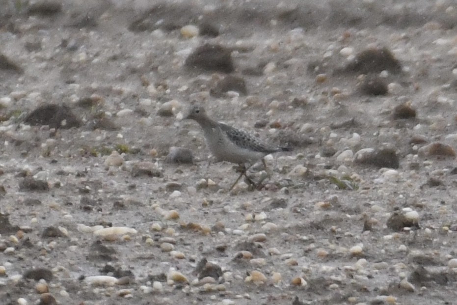 Buff-breasted Sandpiper - Tim Healy