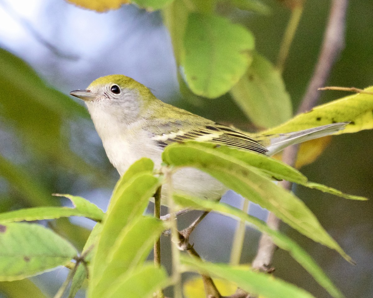 Chestnut-sided Warbler - ML609437412