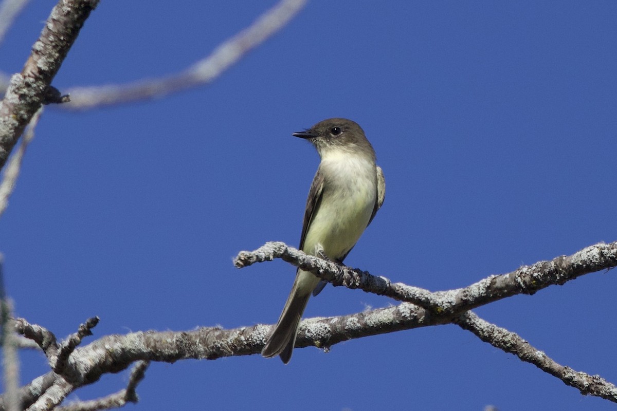 Eastern Phoebe - ML609437455