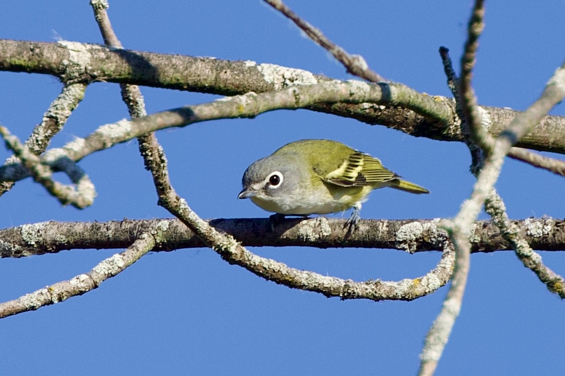 Blue-headed Vireo - ML609437457