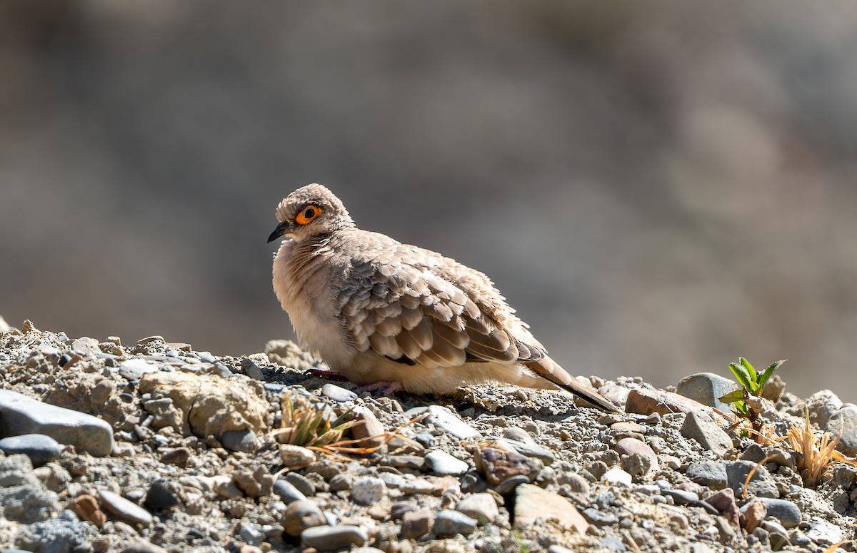 Nacktgesichttäubchen - ML609437465