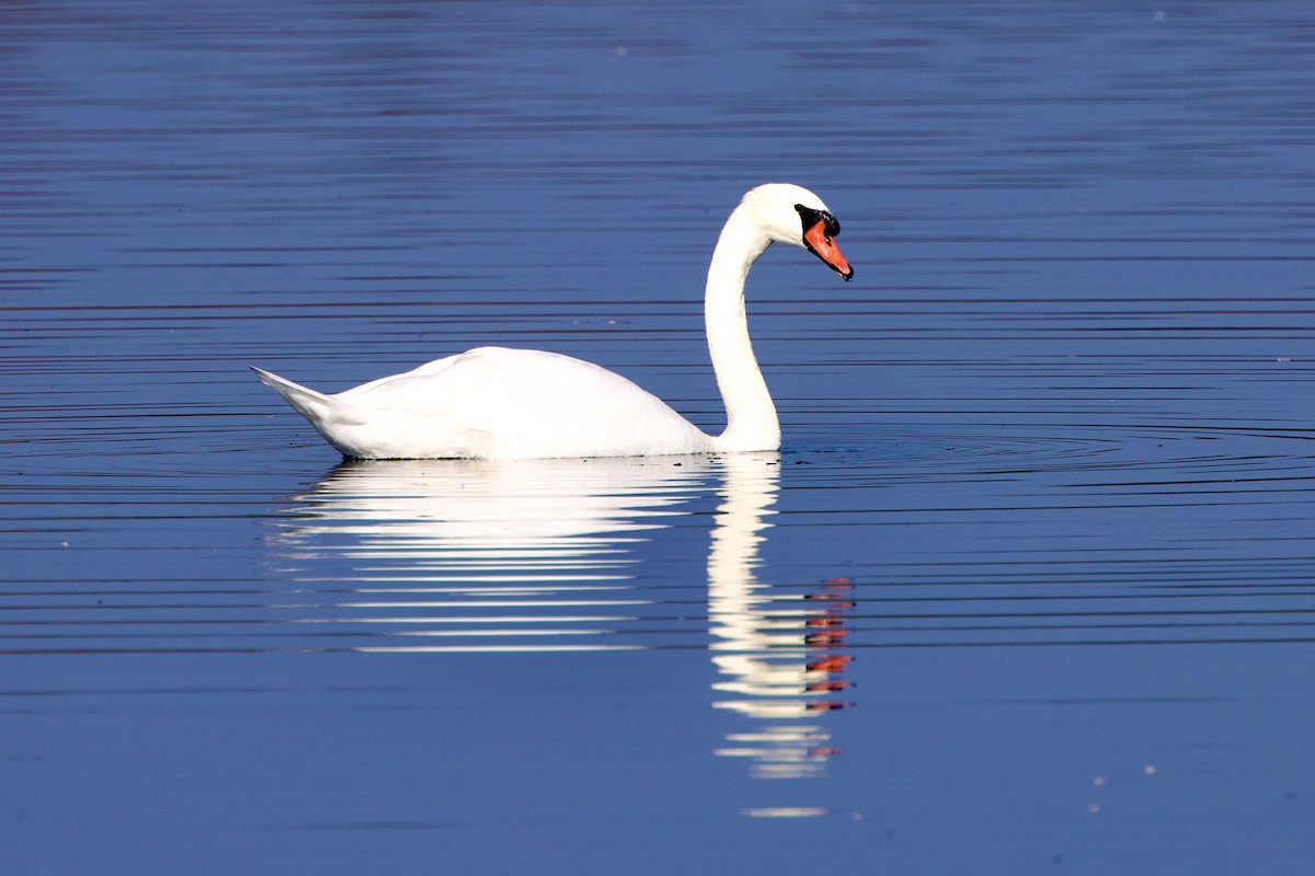 Mute Swan - ML609437480
